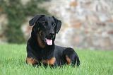 BEAUCERON 981